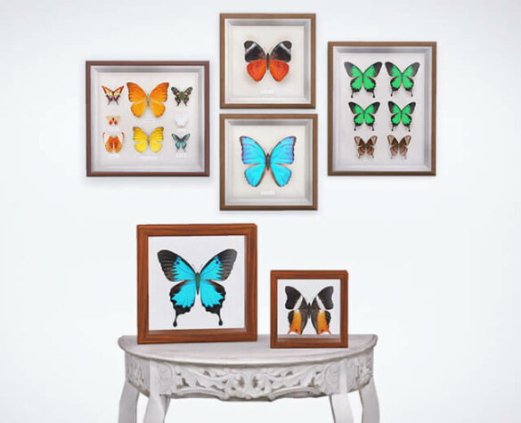 The Sims 4 Revised Butterfly Set & Recolours